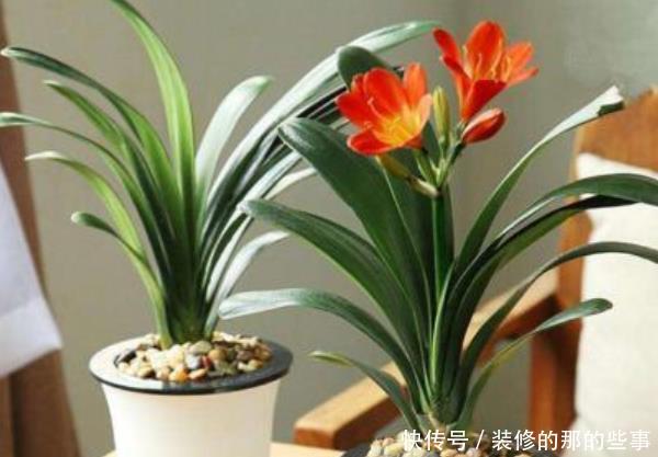  适合■不适合室内养的3种花草，没有条件的花，不要入手，相当于白花钱