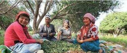  「生果」1斤生果卖15，加工能卖60块，供不应求，果农嫌弃不愿种