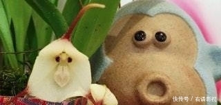 外国兰花撞脸孙悟空!售价高达5000元,游客:长这样为了吸引猴子?