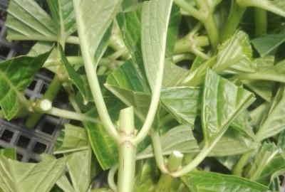 『成活』绣球花4月扦插能活吗