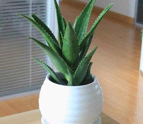 【肉质植物】这“2种”植物,最适合“上班族”养,不仅耐阴性,还能防辐射!