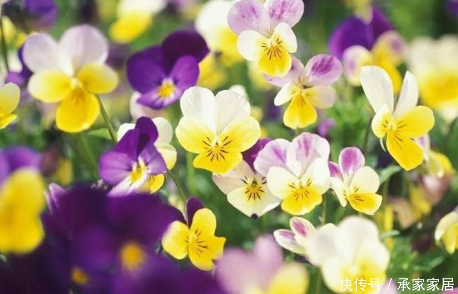 春天@春天就养“4种花”,越晒越开花,一开就是200天,拦都拦不住!