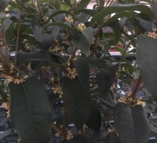  [花养]想要把花养的好，关键在于它的地方，不如放在窗台上试试！