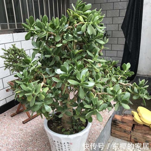  「树状」玉树盆栽怎么修剪？1个方法，枝叶旺造型美，变树状漂亮老桩