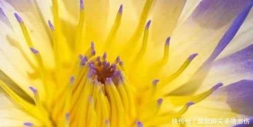【原产于】旅行看世界:让人赞叹的花卉微距照片,以及在哪里能看到这些美景