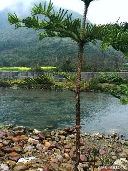  [溪流]清澈小溪寻钓，钓获20多条名贵马口鱼，还钓获珍贵溪水石斑鱼