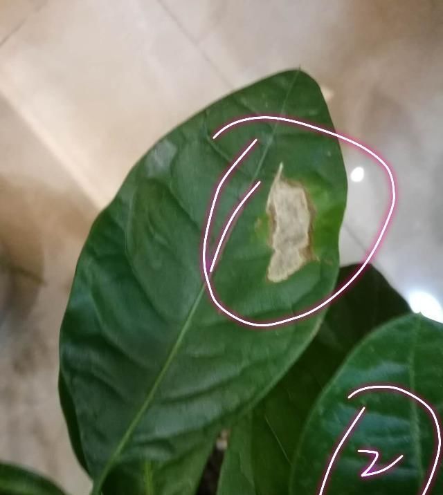  [养护环境]发财树有叶斑病,应该怎么治疗?