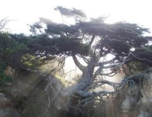 世界上“最神奇”的树，悬空在两座山间，没有土却已经活了数百年