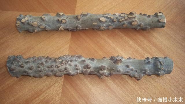 农村一种树枝干比果实更值钱，一根枝干300元，农村却当柴烧！