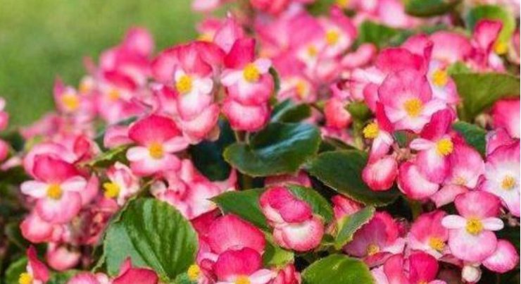  『三角梅』春天就养“4种花”，越旺开花越多，花开满盆，阳台开成小花园！
