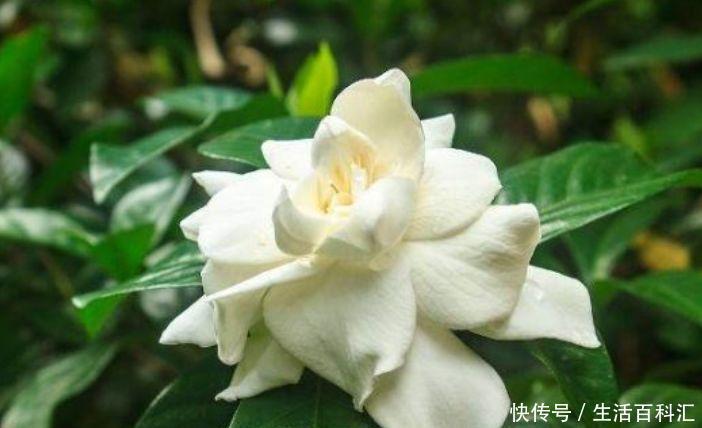  发财树@阳台养花，不妨养这4款植物，好养易爆盆，旺运又招财