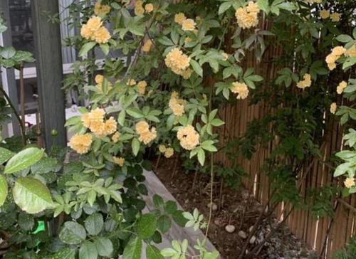  庭院：阳台、庭院不宽阔？也得种2棵“木香花”，清香飘满屋子，好闻！