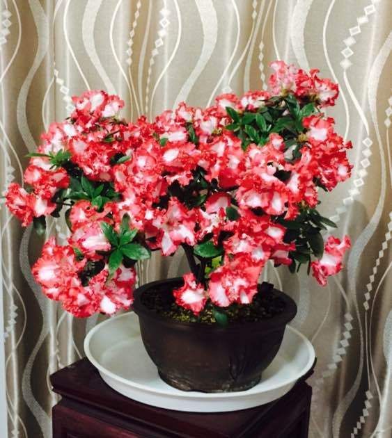  「观赏价值」此款花卉植株低矮四季开花，栽培非常容易，还能做盆景树！