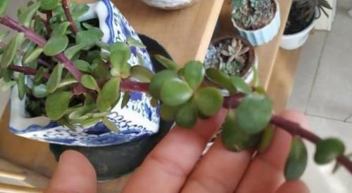  爆满■金枝玉叶晒伤了？换个位置养，3天复元气，泼泼辣辣爆满盆