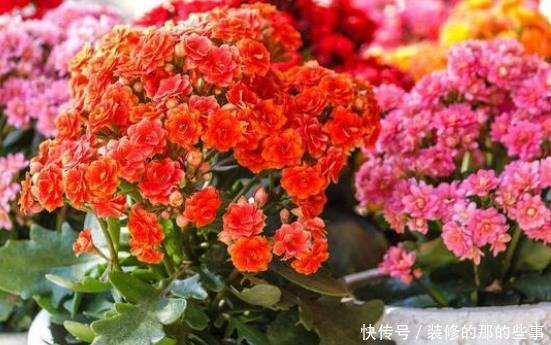 「适合」在家最适合养这3种花草,既好养寓意还佳,家人兴旺财源广