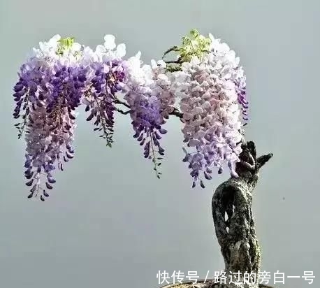  「盆景」藤旧桩盆景，浅紫色花