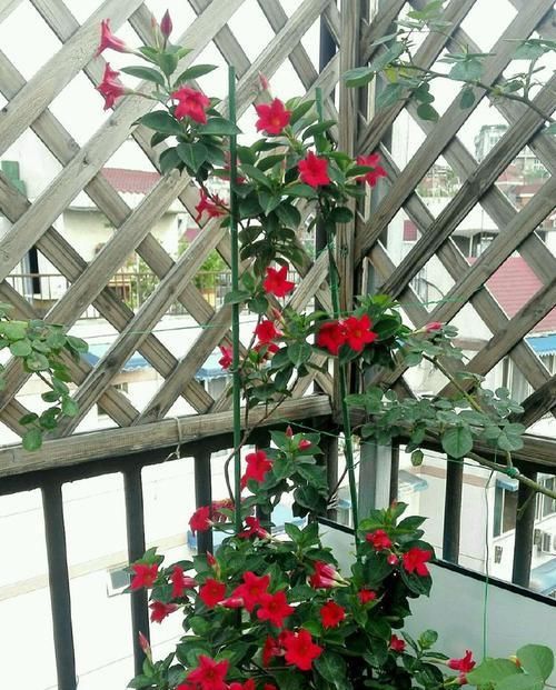  『盆栽』这4款花卉盆栽，繁花似锦，好养易打理，新手也能养爆盆，灵动美