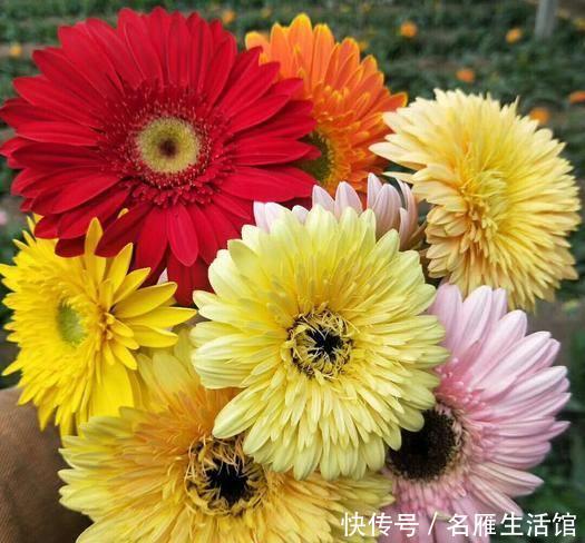  【漂亮】喜欢养护花卉，就选择花期长，养护容易，适合在室内养护的漂亮花