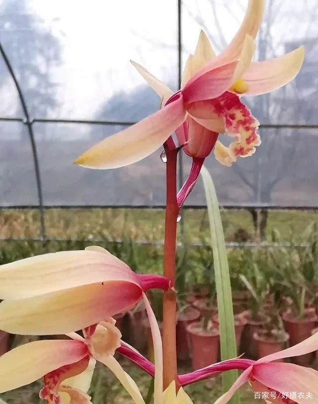  「花杆」同样是兰花，为什么蕙兰有花蜜，春兰却没有