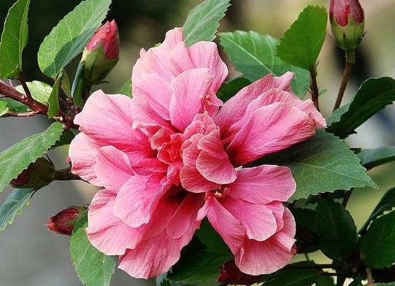 「好看」这几款花朵比菊花还好看,清新高雅,花朵一簇簇,开花繁盛惹人爱