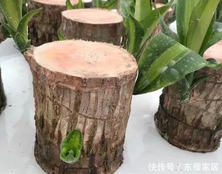 #试试#养不好的花,试试无土水培,几天长出大白根,还能开花呢!