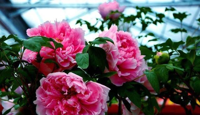 牡丹■别看着眼馋,这些大型花,没有一个院子,买了也白花钱