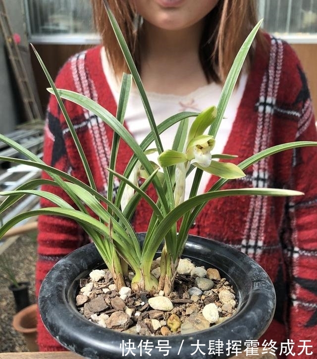  『要施肥』兰花春天分苗或者换盆后，换的新植料，多久可施肥？