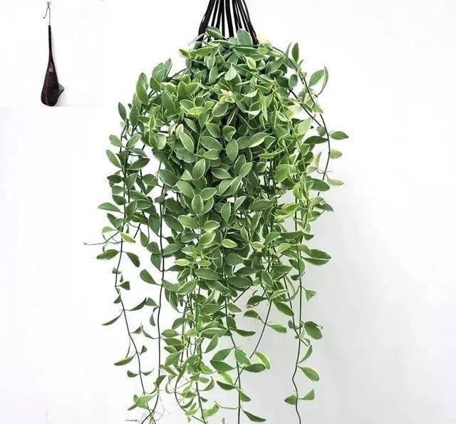  [植物]吊兰的植物美学：这几款美美的吊兰，你最爱哪一款？