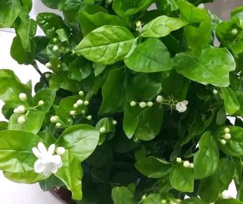  【调节酸碱度】茉莉花在25度的地暖房中枝条疯长可以修剪吗？茉莉花的花期是多久