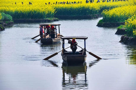 中国这些地方即将花开成海！错过又再等一年！诗情画意值得记忆！