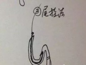  巧用：钓鱼如何巧用蚯蚓？“蚯蚓”钓鱼到底是挂一整条？还是挂一截？