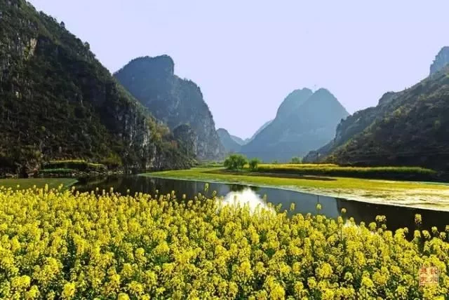 中国最美的油菜花海,油菜花逐渐“染黄”了神州大地