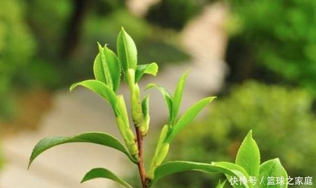  花友的茶花|夏天养茶花，掐芽工作做好了，花苞才能“咕噜”冒