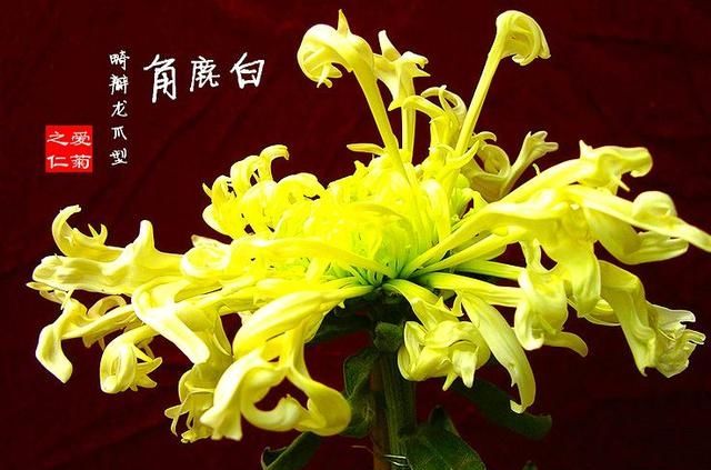  #看起来#如果你喜欢牡丹，可以在《珍稀名菊》中养白鹿角。看起来鹿角又高又艳
