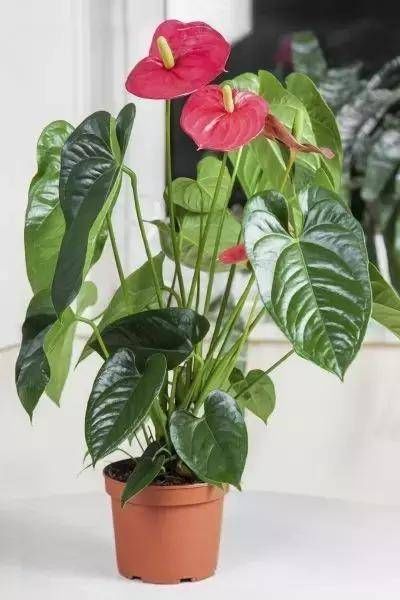  常见■新手养花常见误区，教你摆脱“植物杀手”的称号