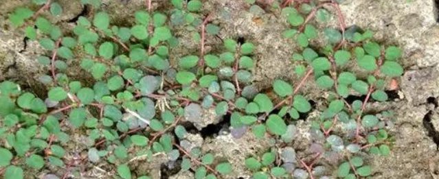  「想到」这种草叫血见愁，农村处处可见，没想到这么厉害