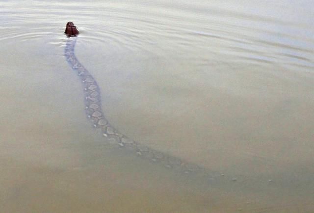 中国路亚钓鱼人远征苏门答腊，前去消灭泛滥成灾的金线多曼鱼