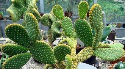  适合|适合懒人朋友养的五种植物，就算不上心，它们自己也能长得很好
