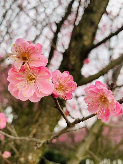 春天干什么？赏花啊！