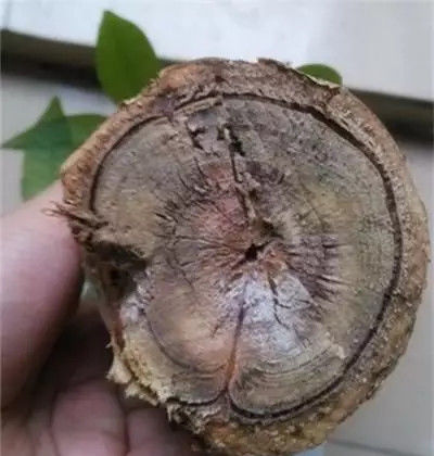  [浇水]发财树烂根怎么办？只需沾点它90%能救回，还能让叶片肥厚绿油油！