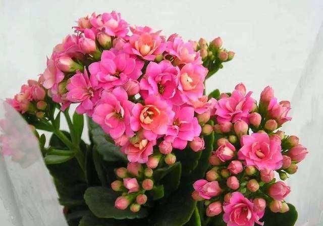 #扦插#养花不如养长寿花,扦插方法简单易存活,开花漂亮寓意好