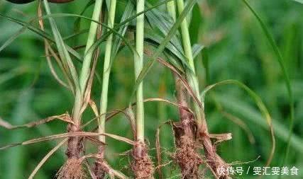 农村田里一野草，以前农民碰到就铲除，现在20元一斤成稀罕货