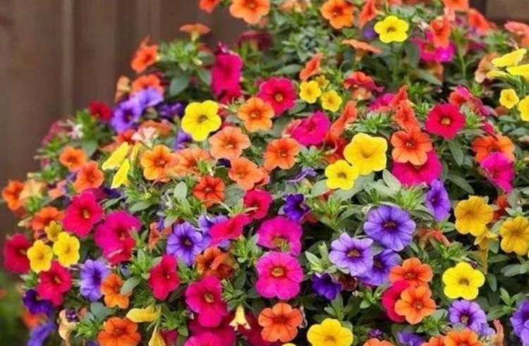  #花朵#喜欢花期长,花朵多彩的花,不能错过这几种,阳台变成花海