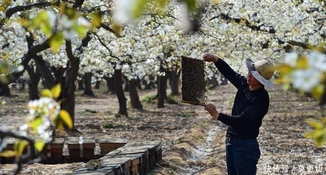  #县谢庄乡#河北石家庄：花开蜂农致富忙