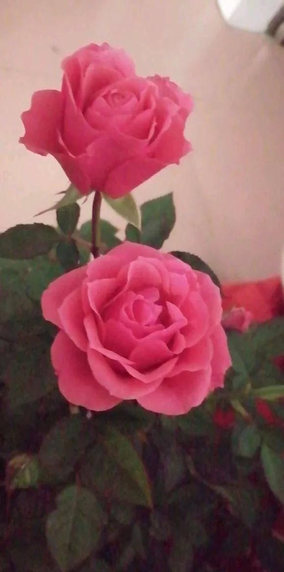  室外的时@初春，不要着急把你的花花搬出室外