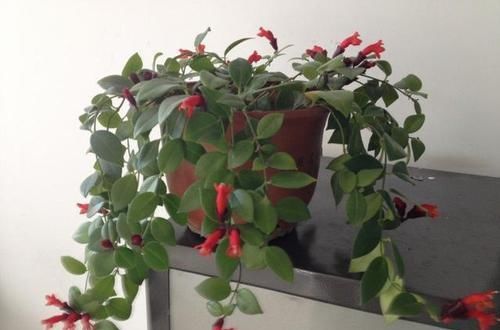  「强悍」这种植物别名“口红吊兰”，一年四季都开花，繁殖能力强悍，花美
