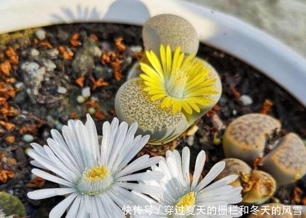  [摸清]养多肉，该不该用磷酸二氢钾？摸清3点，做出正确选择不难