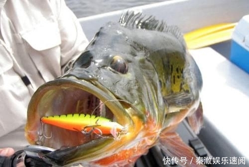  #拼命#以美丽凶悍著称的孔雀鲈，遇见鱼饵拼命追，想钓点别的鱼都困难