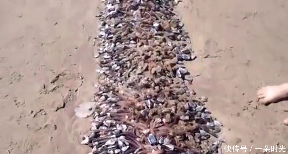 男子在海边游玩时发现沙滩上有一堆东西，走近之后整个人都不好了