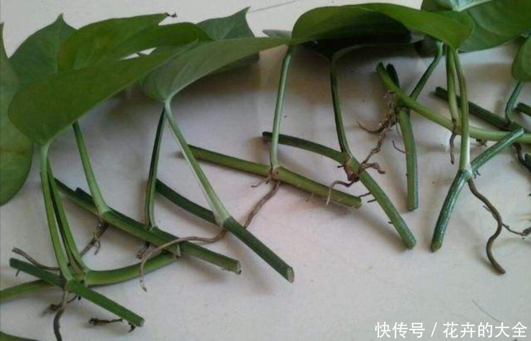  #漂亮#这5种花最好养，剪下枝条插上就能生根，很快长满花盆